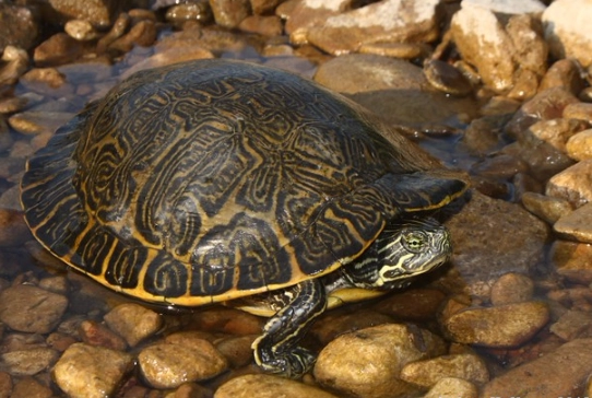 cooter turtle habitat