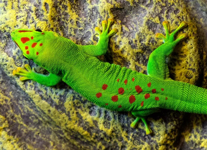 giant day gecko size