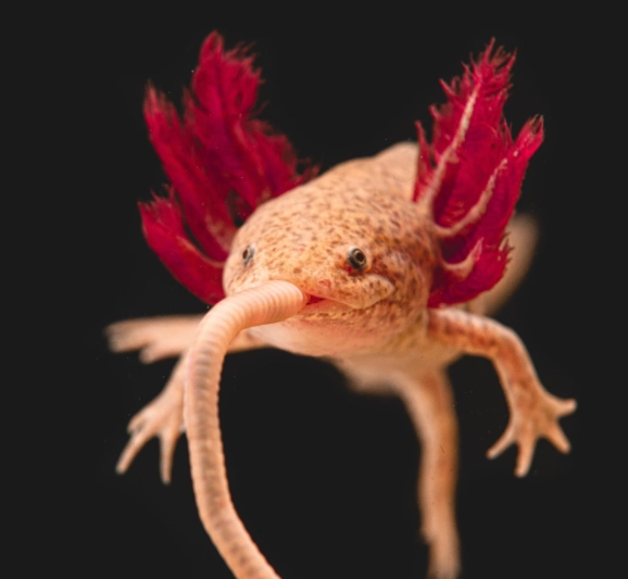 Golden albino axolotl crown