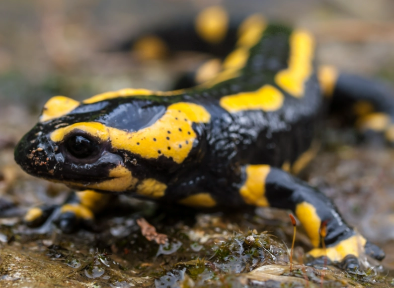 salamandra salamandra salamandra salamandra