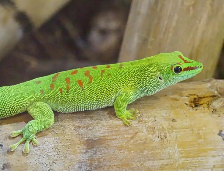 day gecko care
