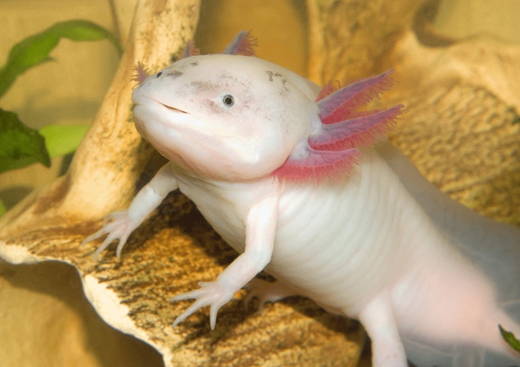 Golden albino axolotl crown