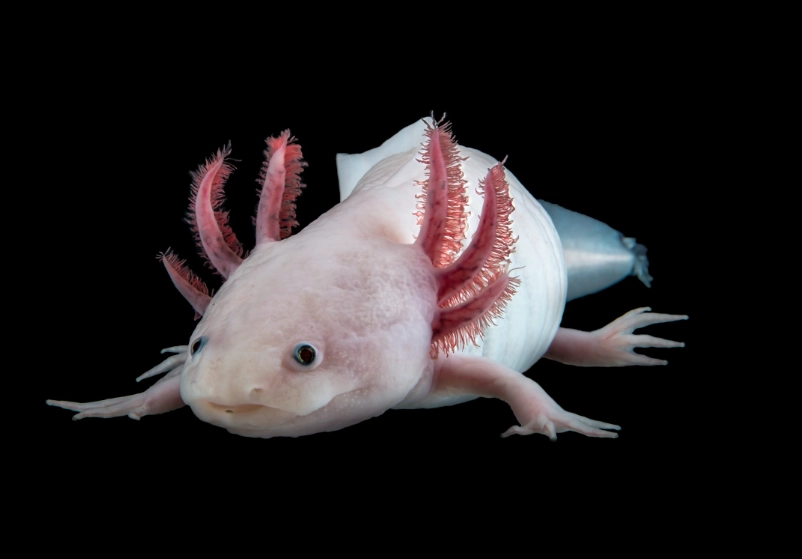axolotl care axolotl care
