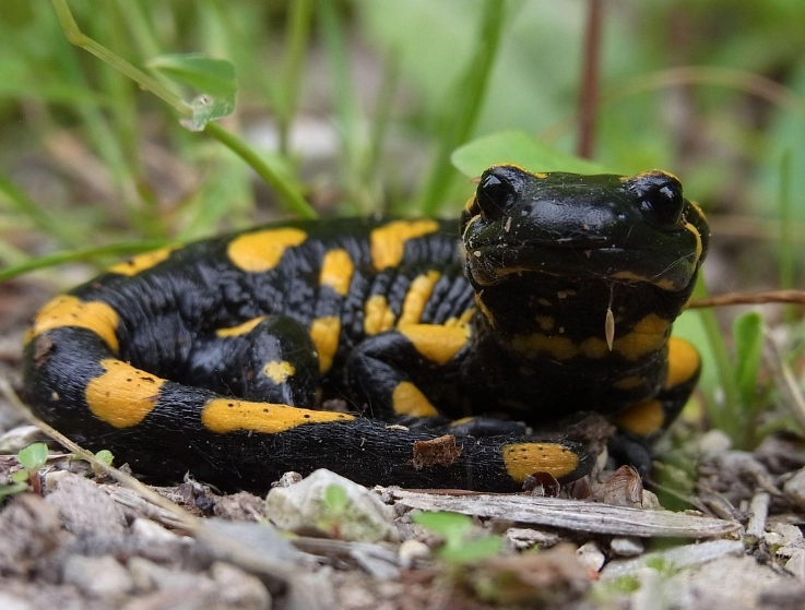 fire salamander care fire salamander care