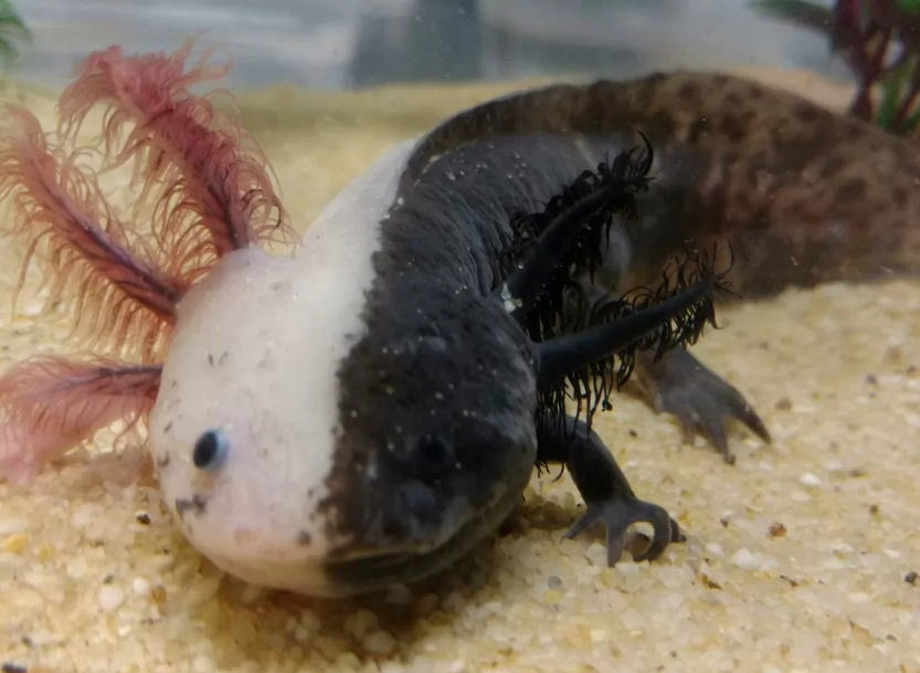 axolotl care axolotl care