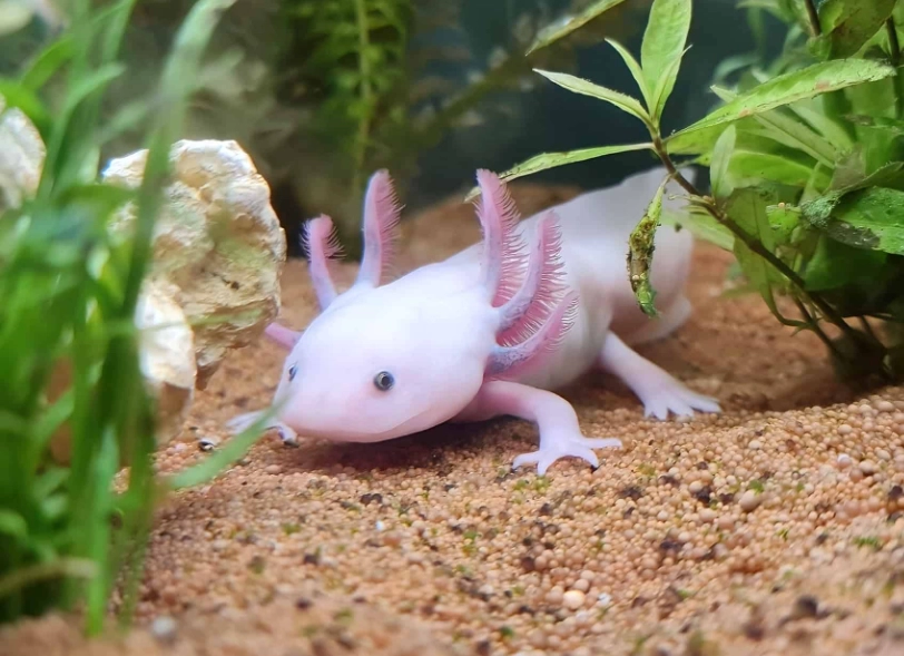 Mexican walking fish with crown