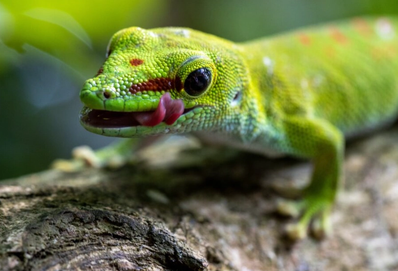 what to feed day geckos