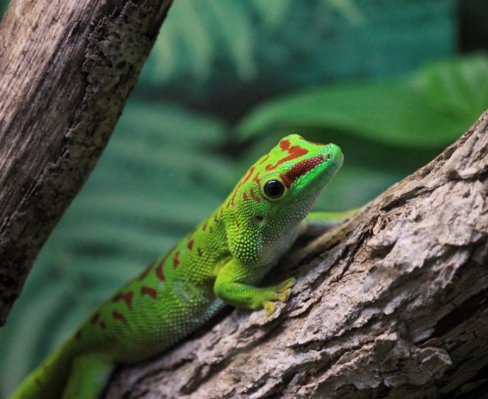 day gecko care