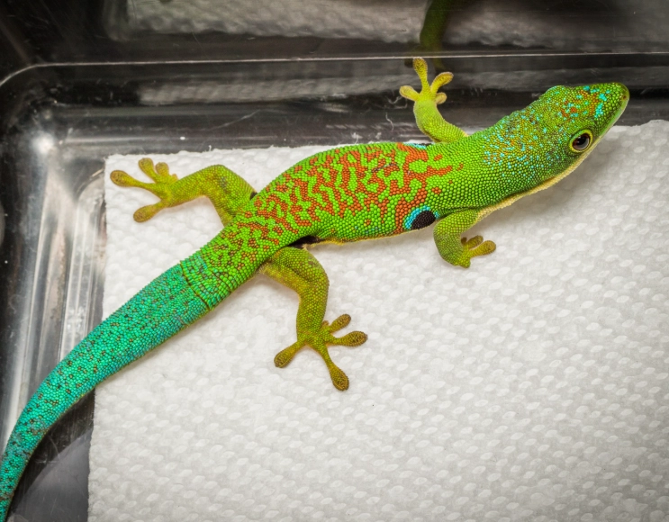giant day gecko size