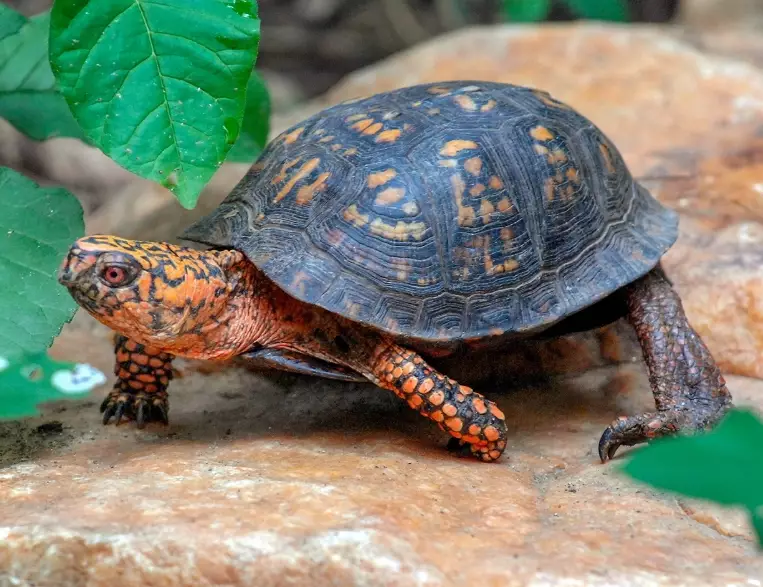 box turtle care