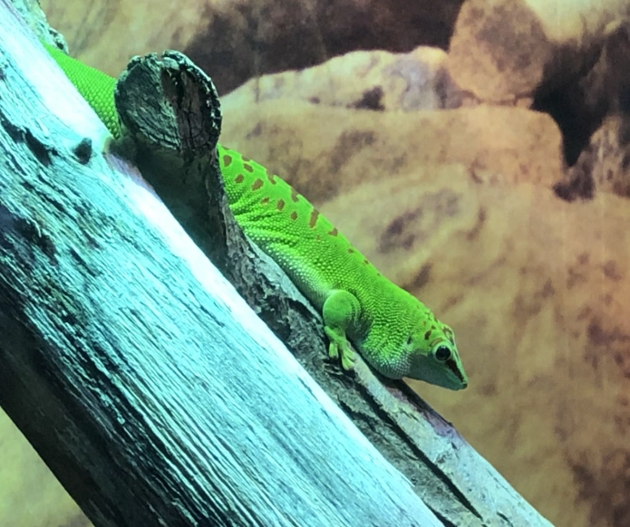 phelsuma grandis