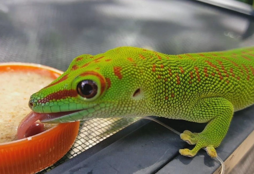 giant day gecko pet