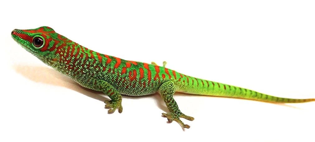 giant day gecko care