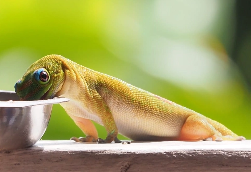 Hawaii gecko species