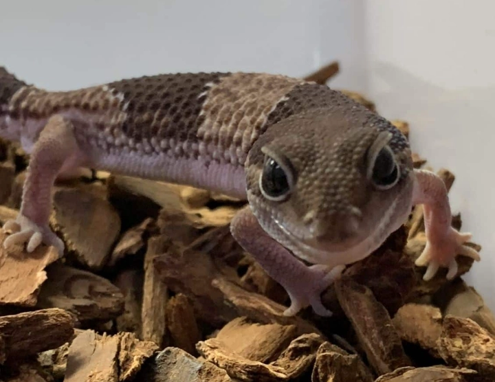 fat-tailed gecko care