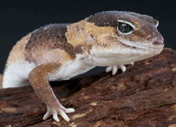 how long do fat-tailed geckos live