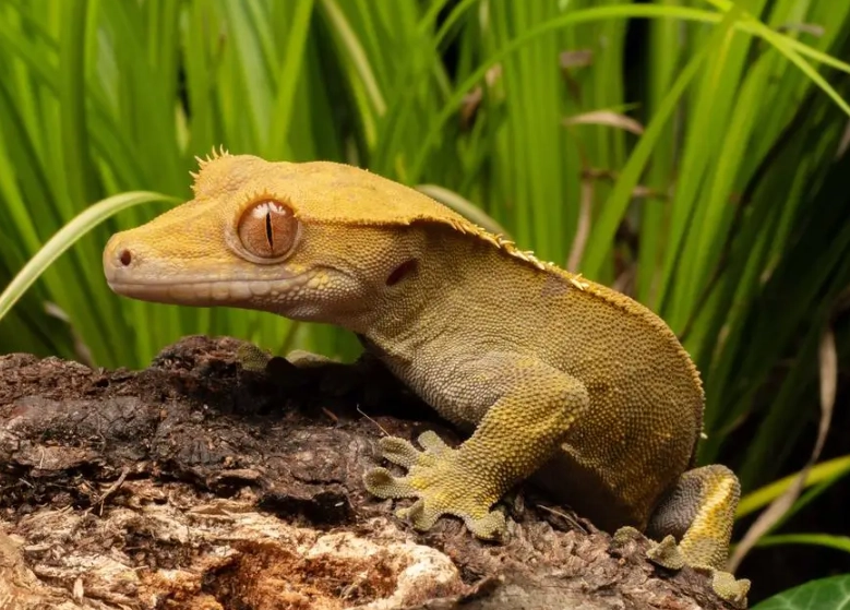 crested gecko lifespan in wild