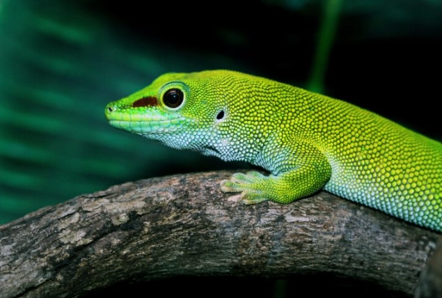 phelsuma grandis