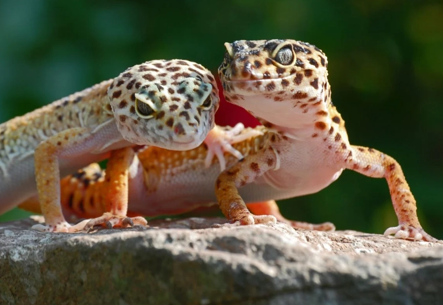 how long do day geckos live how long do day geckos live