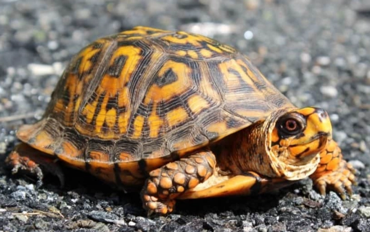eastern box turtle