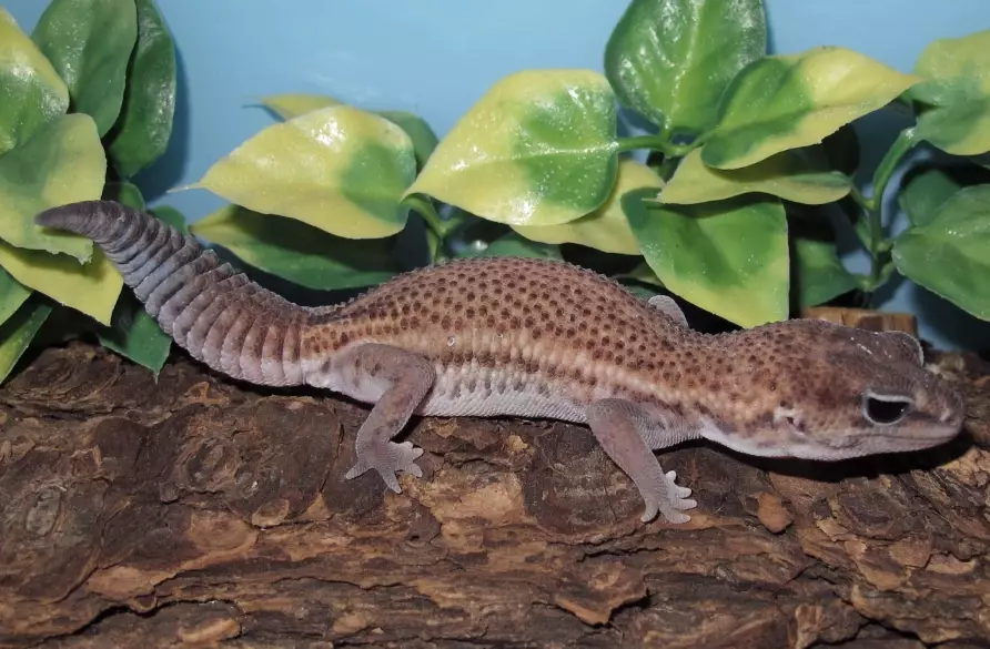 AFT gecko habitat setup