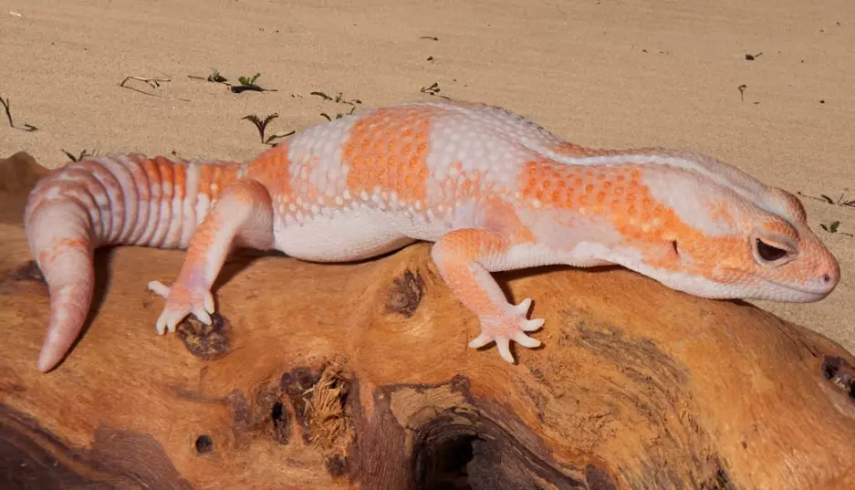 African fat-tailed gecko tank size