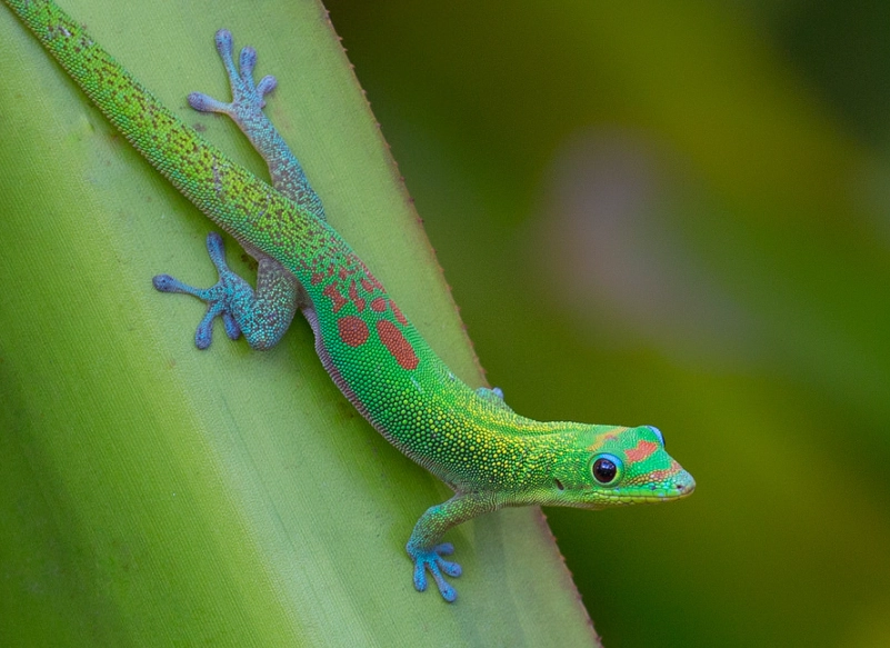 why can't handle day geckos