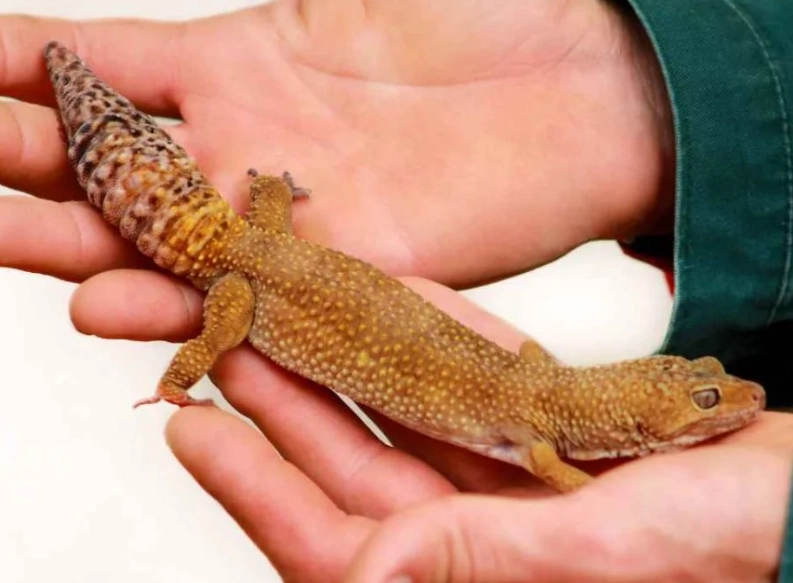 day gecko lifespan day gecko lifespan