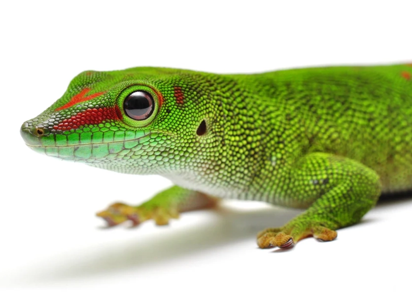 giant day gecko care