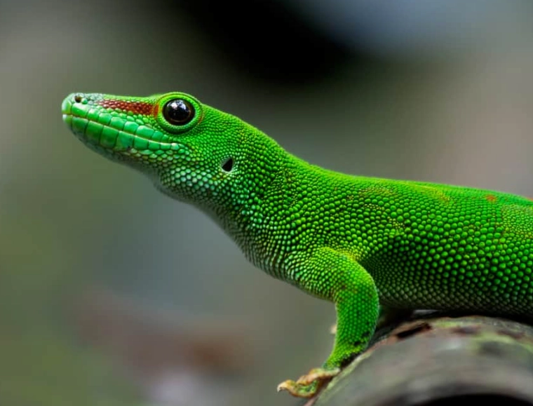 giant day gecko pet