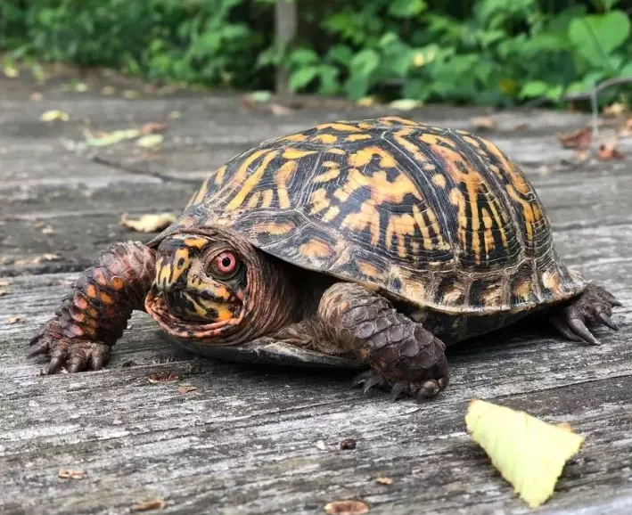 box turtle care