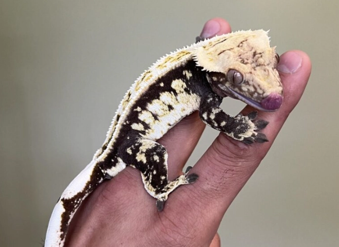 crested gecko lifespan