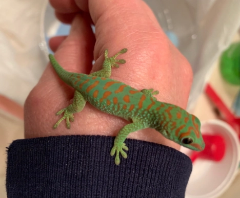 day gecko handling