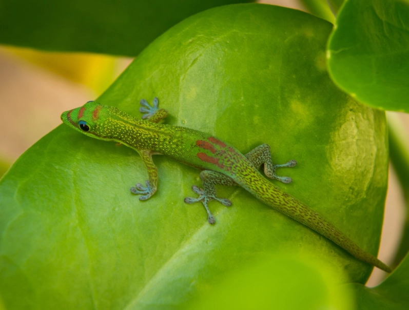 phelsuma care
