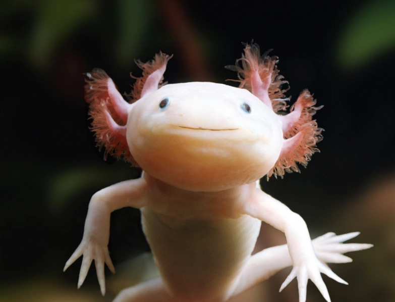 axolotl tank setup axolotl tank setup