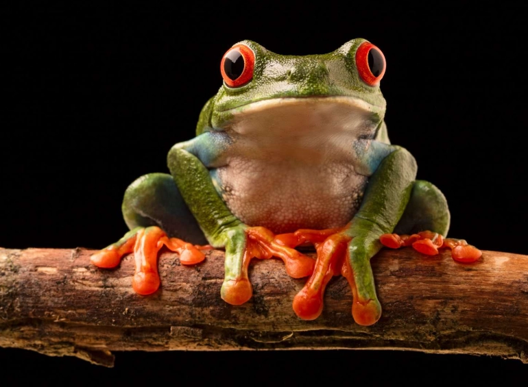 keeping red tree frogs