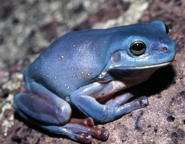Litoria caerulea facts