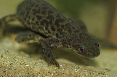 Spanish ribbed axolotl for sale
