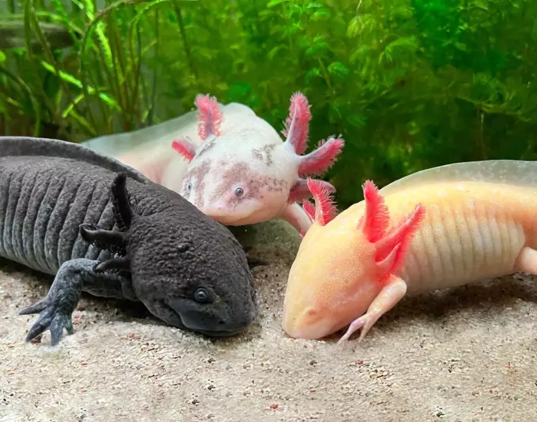 American axolotl care American axolotl care