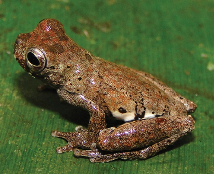 tree frog species tree frog species