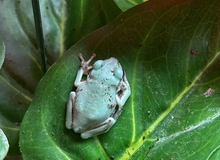 litoria caerulea