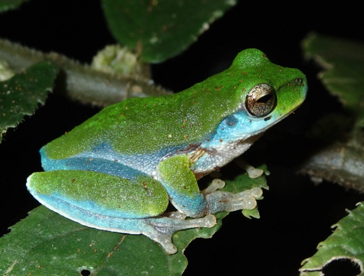 blue whites tree frog care