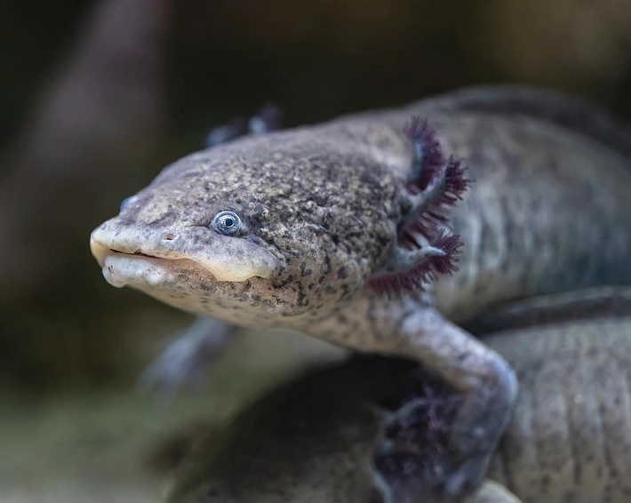 axolotl tank setup axolotl tank setup