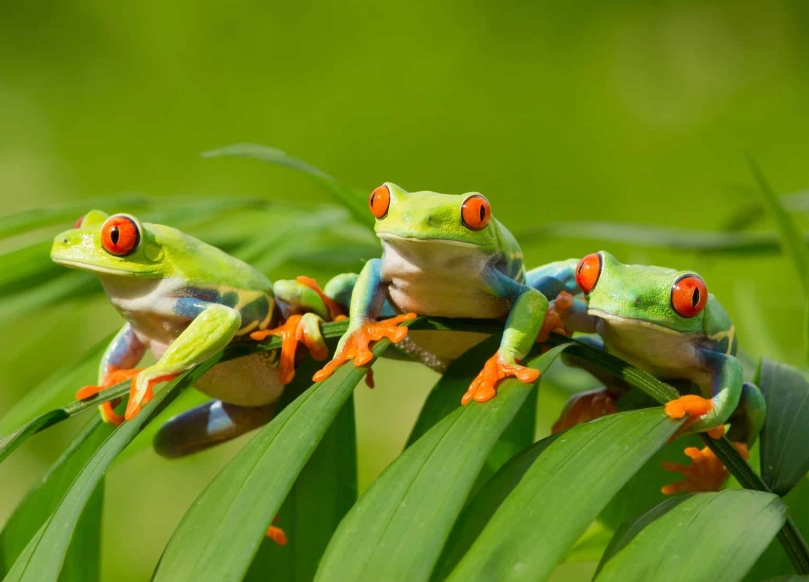red tree frog care
