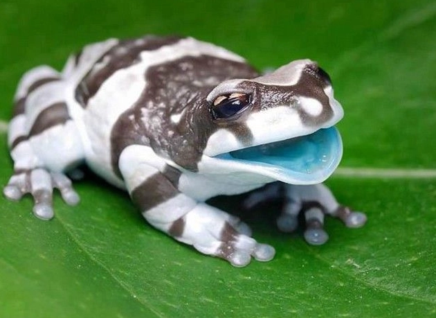 milk tree frog care
