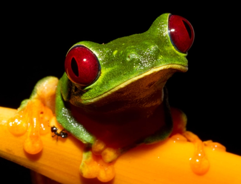 red eyed tree frog care