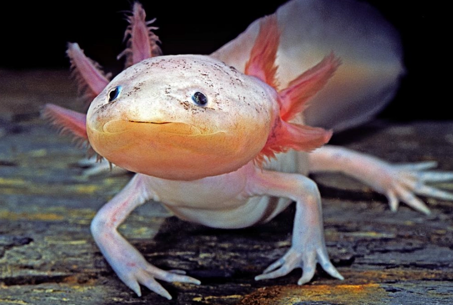 axolotl pet axolotl pet