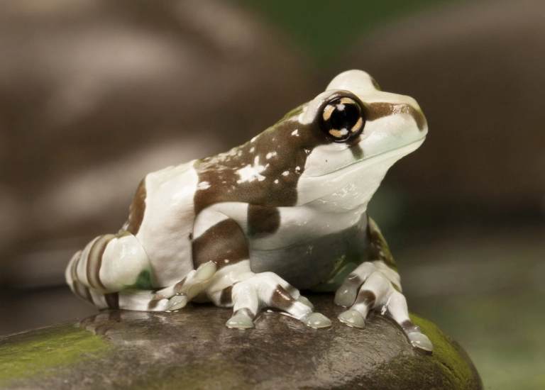 Trachycephalus resinifictrix