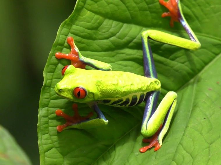 red eyed tree frog habitat