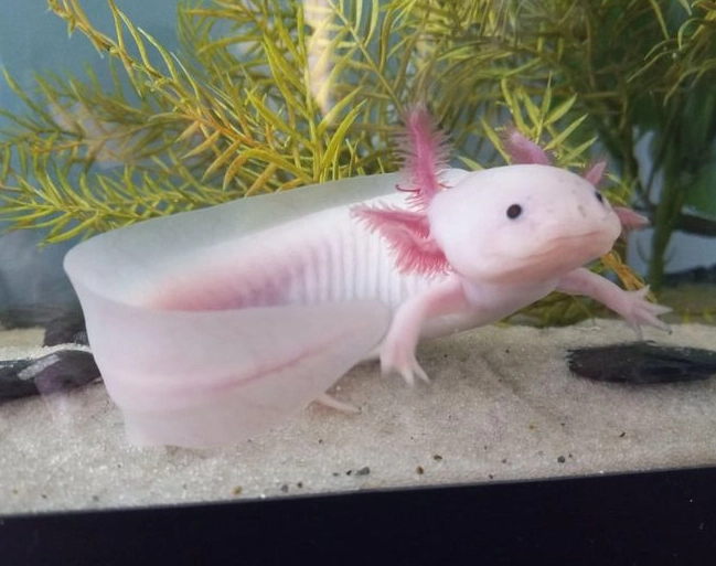 American axolotl care American axolotl care